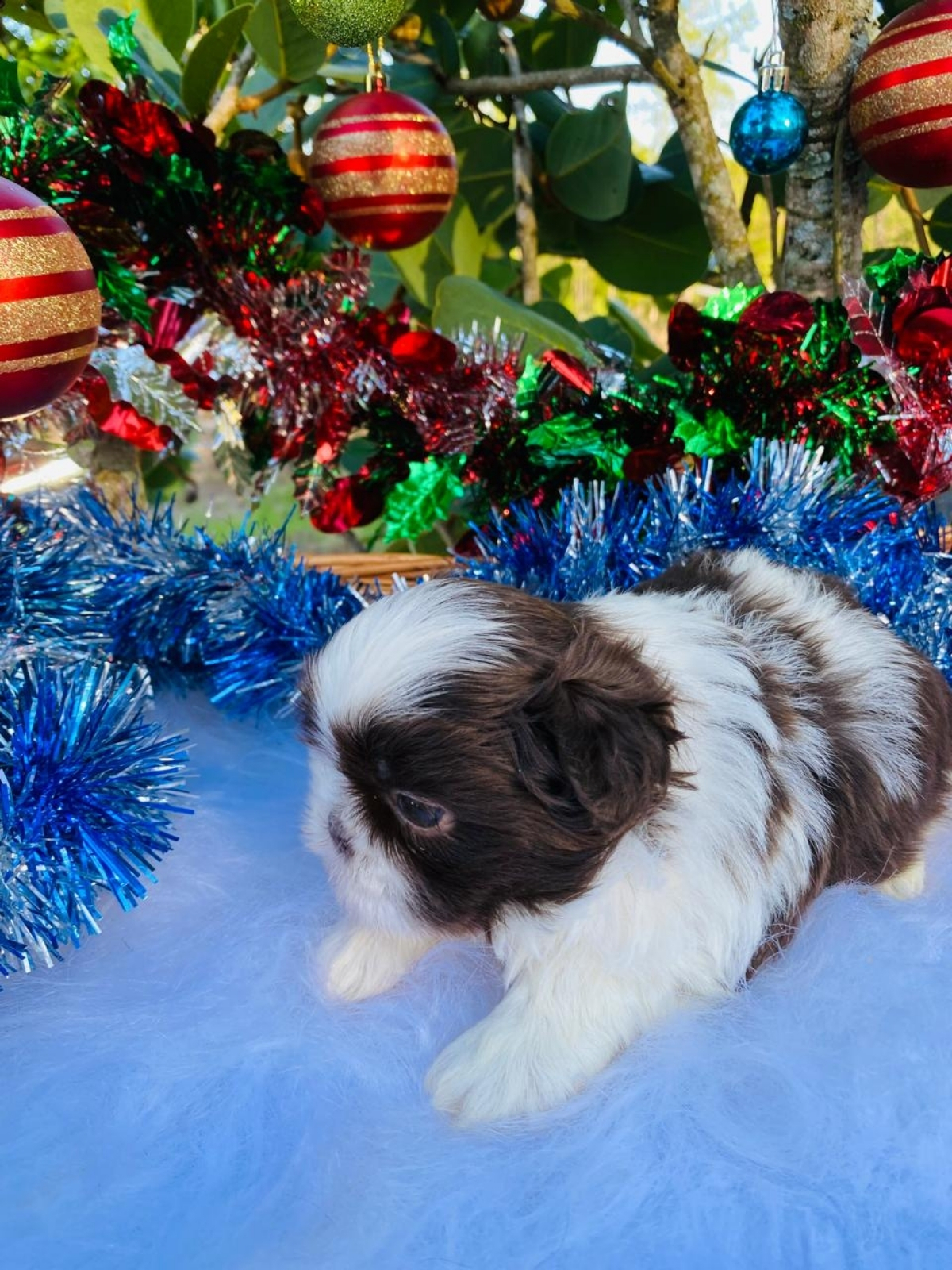 Shi Tzu